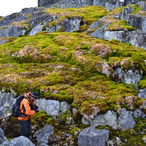 Antarctic Peninsula Experiences Dramatic Greening Due to Accelerated Warming and Climate Change