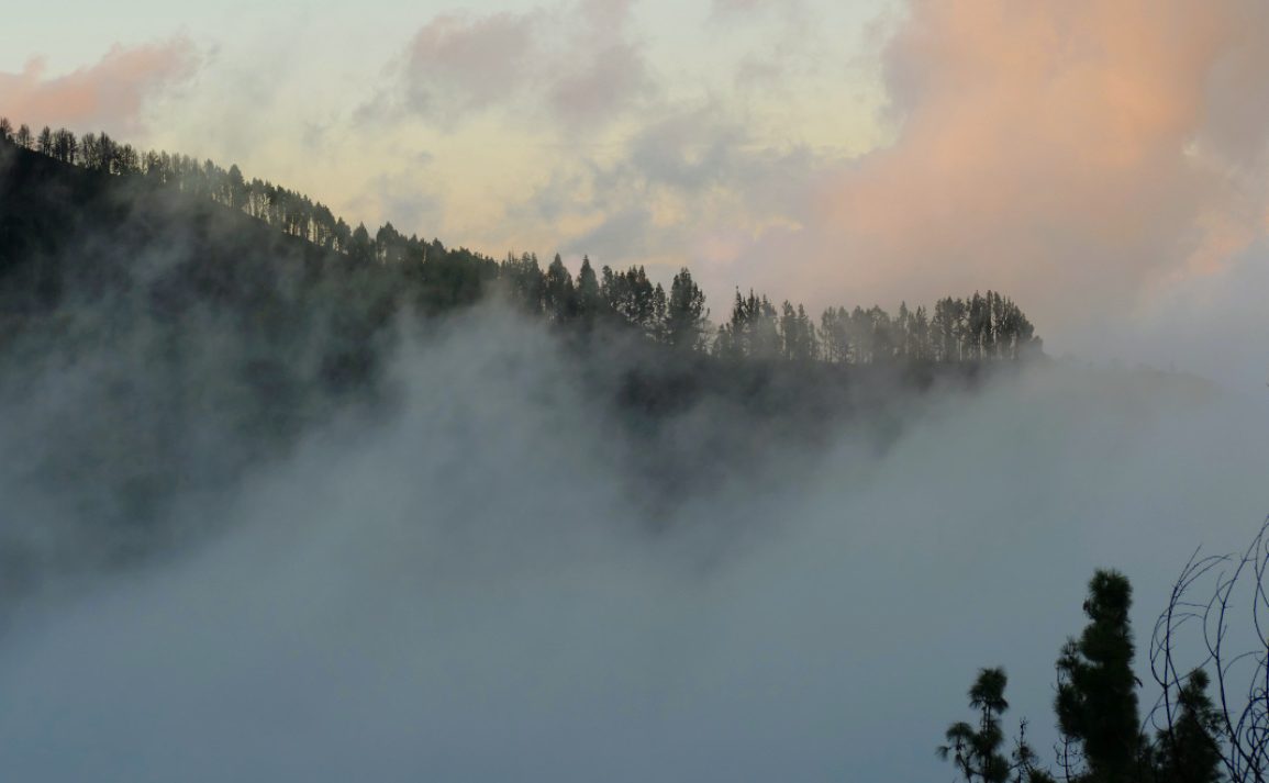 Cloud Milking Revives Forests and Harvests Water: Life Nieblas Leads Eco-Friendly Reforestation