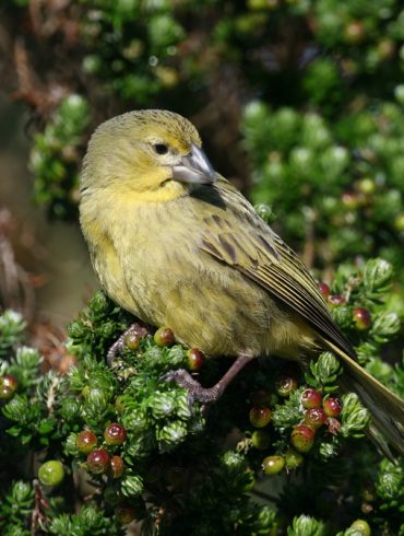 Conservation Efforts Give Wilkins' Bunting Hope as Invasive Insect Threatens Their Survival