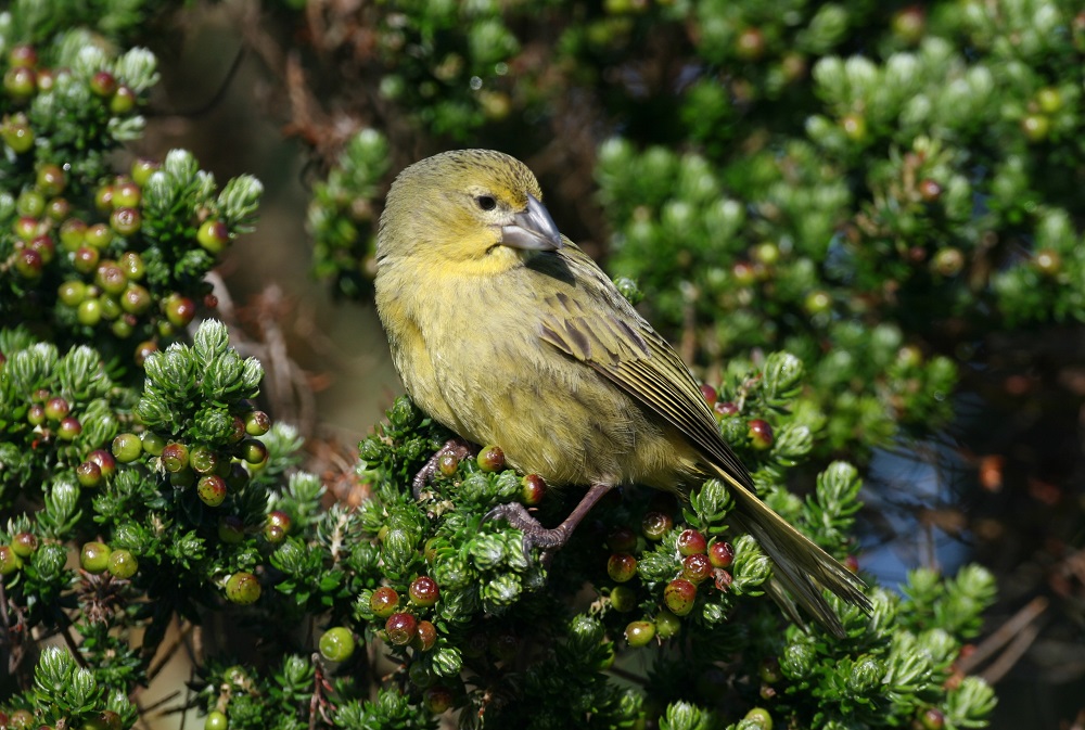 Conservation Efforts Give Wilkins' Bunting Hope as Invasive Insect Threatens Their Survival