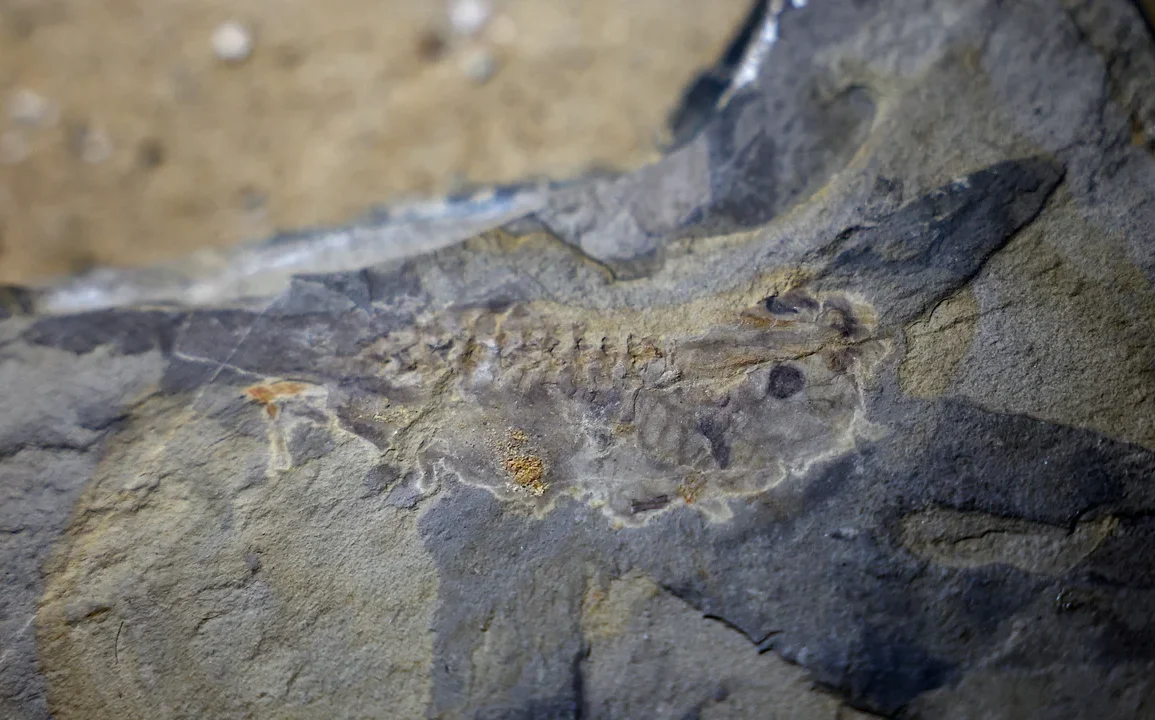 Discovering the Oldest Known Tadpole Fossil and Its Insights into Amphibian Evolution