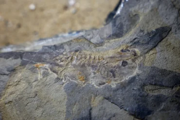 Discovering the Oldest Known Tadpole Fossil and Its Insights into Amphibian Evolution