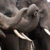 Discovering the Role of Trunk Wrinkles in Elephants' Lateral Preferences and Behavior