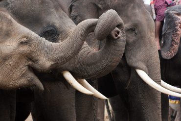 Discovering the Role of Trunk Wrinkles in Elephants' Lateral Preferences and Behavior