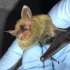 Endangered Bat Sparks Legal Battle Over South Carolina Development as Flood Risks Loom