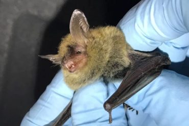 Endangered Bat Sparks Legal Battle Over South Carolina Development as Flood Risks Loom