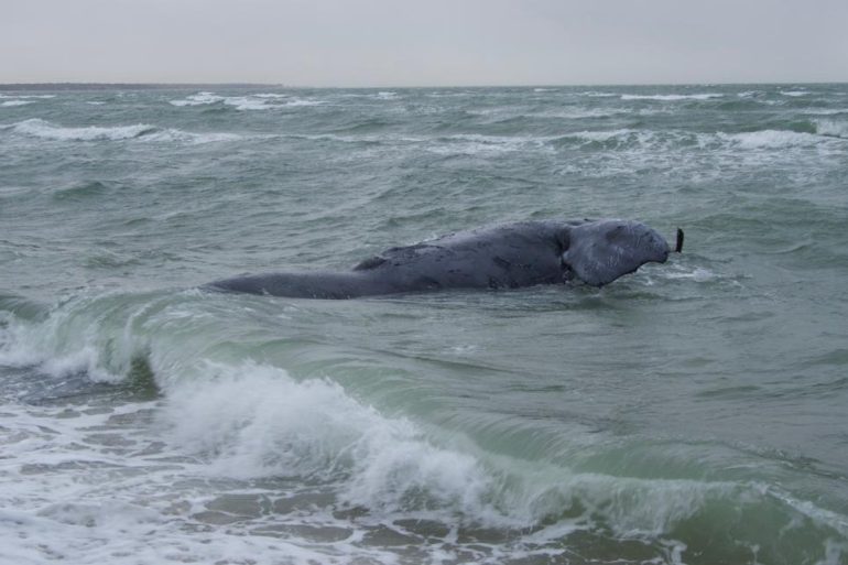 Endangered Right Whale Death Linked to Maine Lobster Gear Sparks Call for Stricter Fishing Regulations