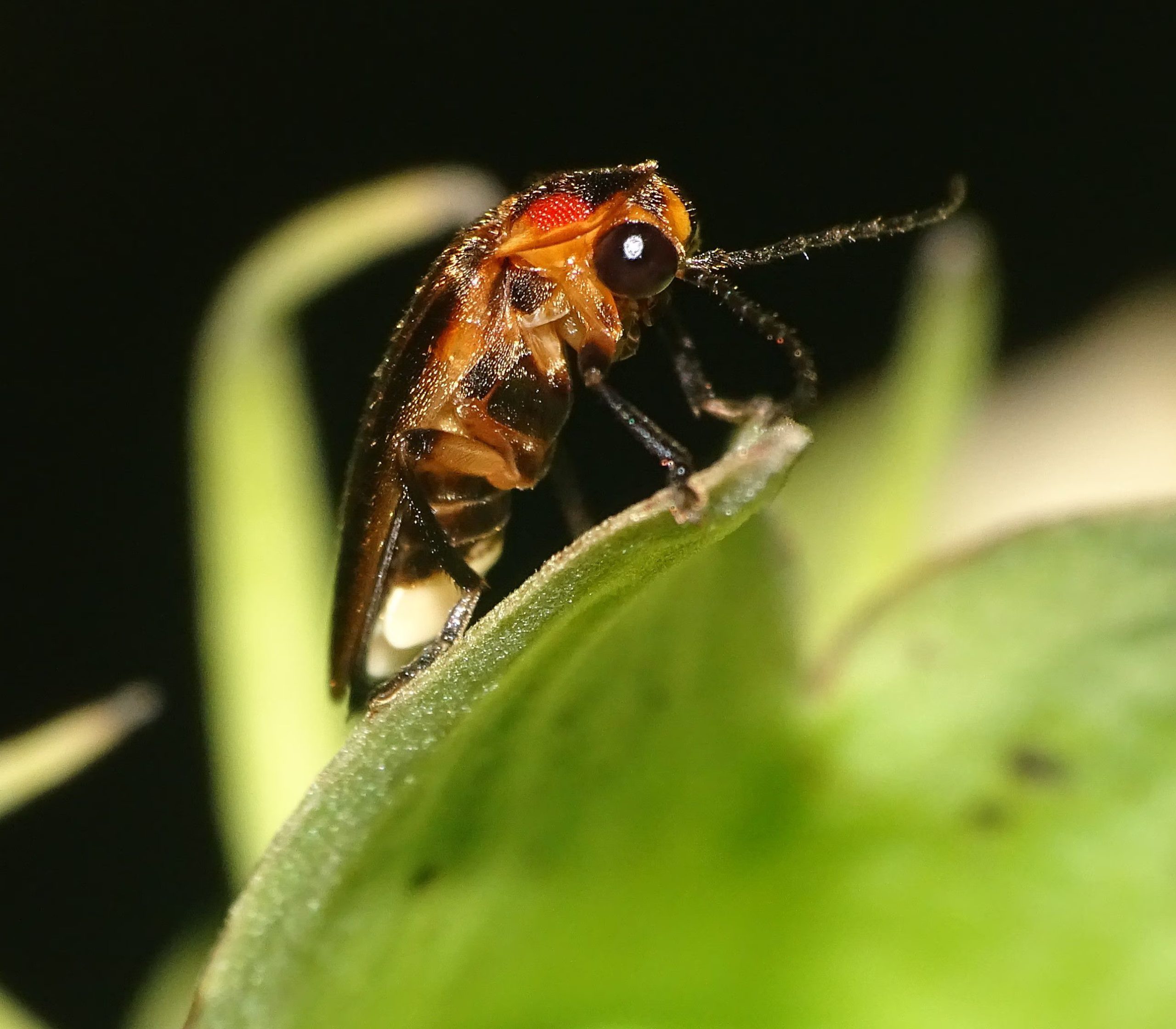 Endangered Status Proposed for Bethany Beach Firefly Amid Rising Climate and Habitat Challenges