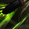 Endangered Status Proposed for Bethany Beach Firefly Amid Rising Climate and Habitat Challenges