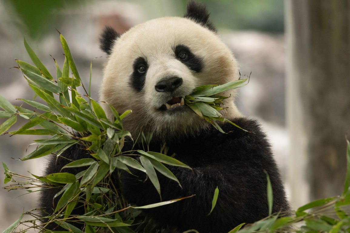 Giant Pandas Bao Li and Qing Bao Arrive at National Zoo as Symbol of Ongoing Panda Diplomacy