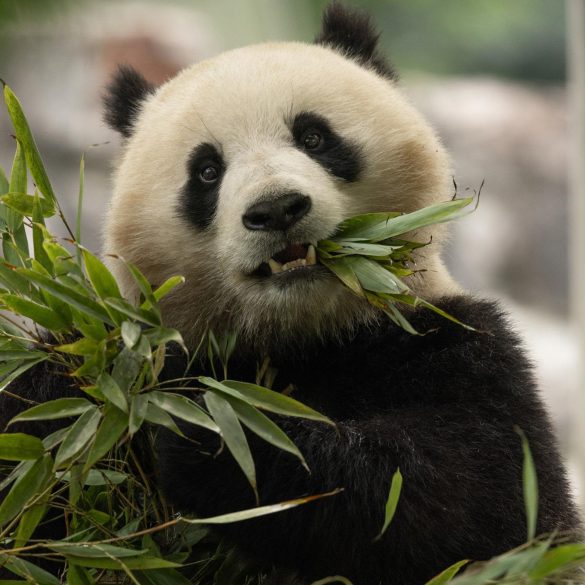 Giant Pandas Bao Li and Qing Bao Arrive at National Zoo as Symbol of Ongoing Panda Diplomacy