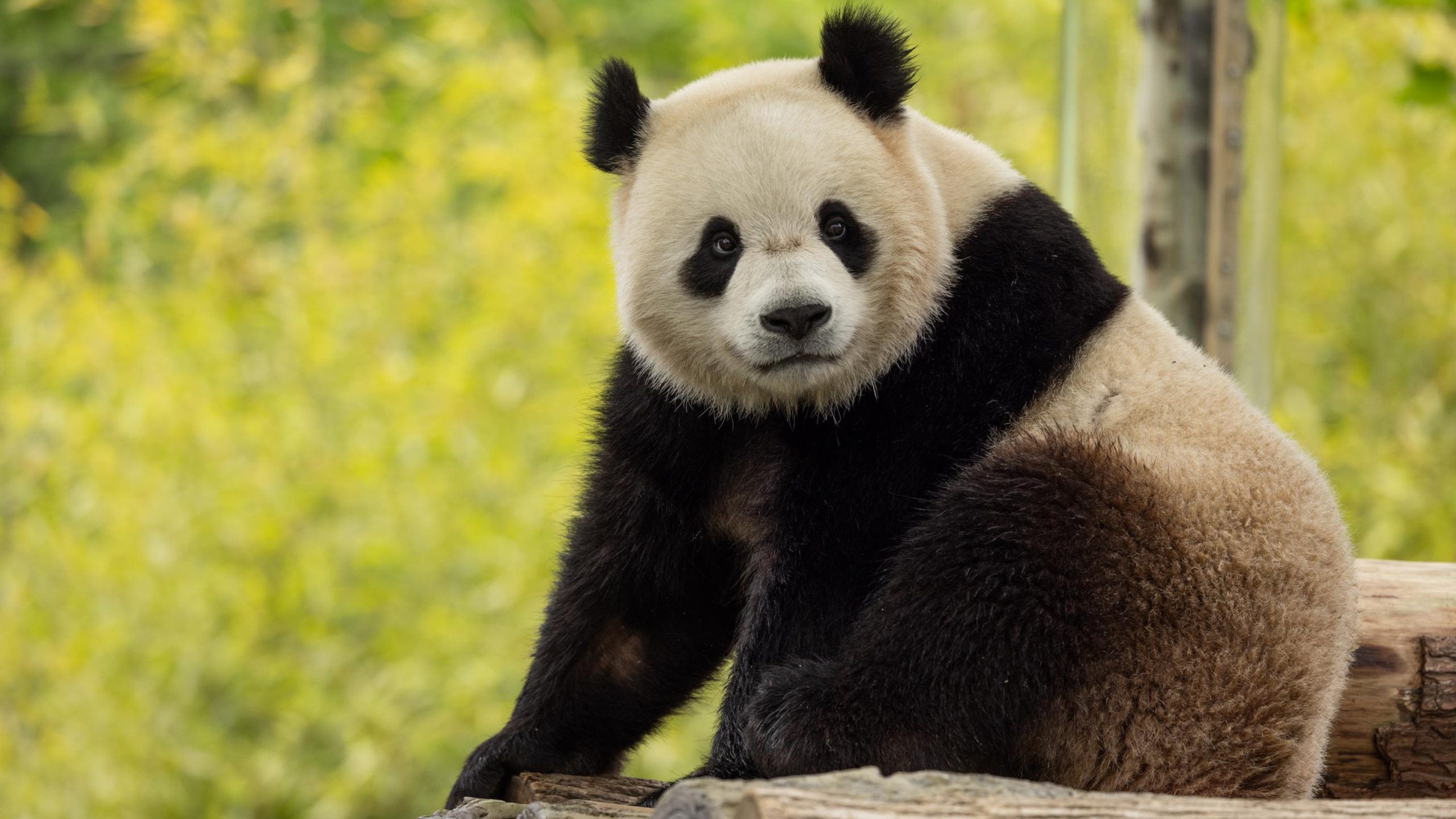 Giant Pandas Bao Li and Qing Bao Arrive at National Zoo as Symbol of Ongoing Panda Diplomacy