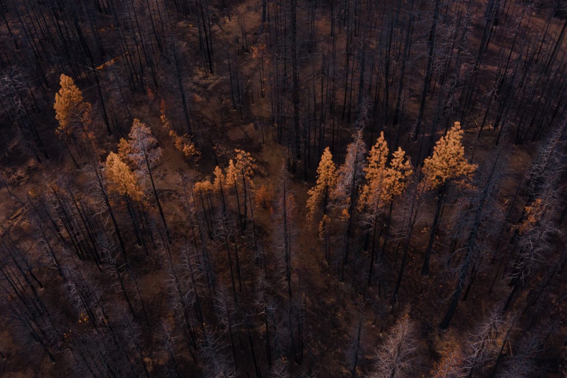 Global IUCN Report Warns Over One-Third of Tree Species at Risk of Extinction, Threatening Ecosystems and Economies