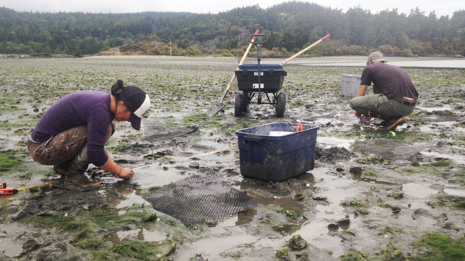 Indigenous Tribes Showcase Resilience and Solutions to Climate Crisis Through Wetland Restoration and Traditional Knowledge