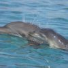 New Study Reveals Dolphins Are Inhaling Microplastics, Raising Concerns About Marine Health