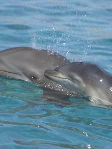 New Study Reveals Dolphins Are Inhaling Microplastics, Raising Concerns About Marine Health