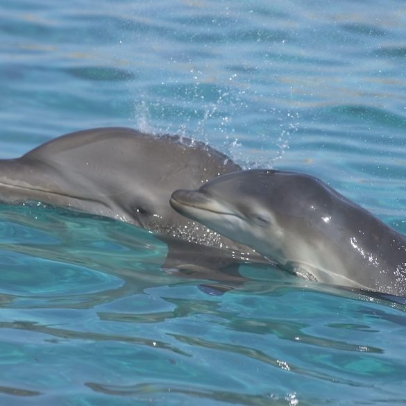 New Study Reveals Dolphins Are Inhaling Microplastics, Raising Concerns About Marine Health