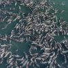 Over 65 Humpback Whales Captivate Monterey Bay with Extraordinary Lunge Feeding Display