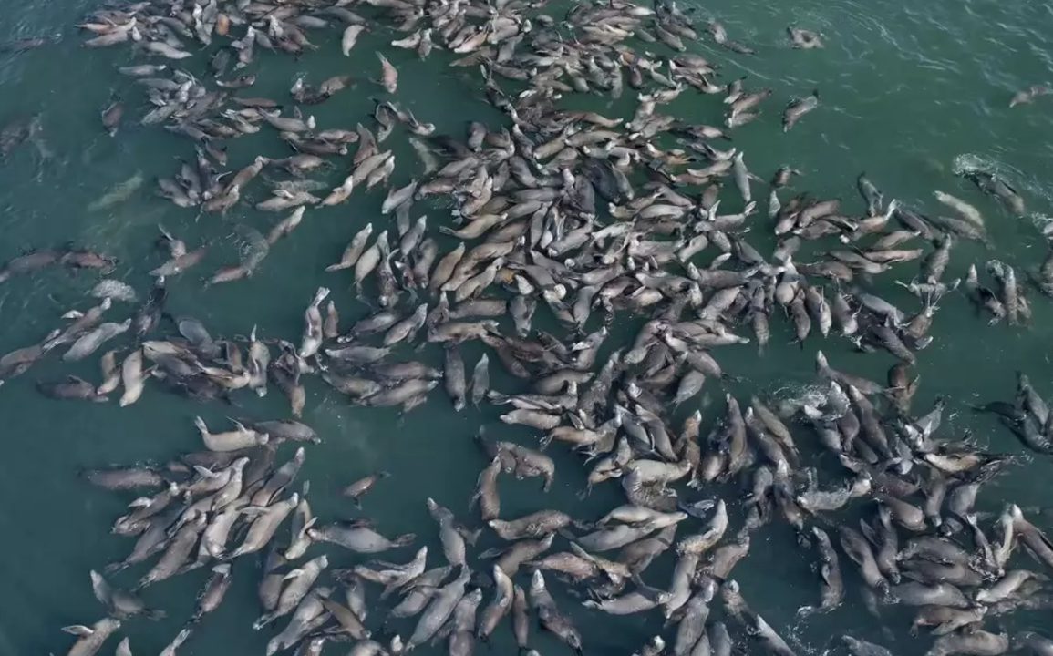 Over 65 Humpback Whales Captivate Monterey Bay with Extraordinary Lunge Feeding Display