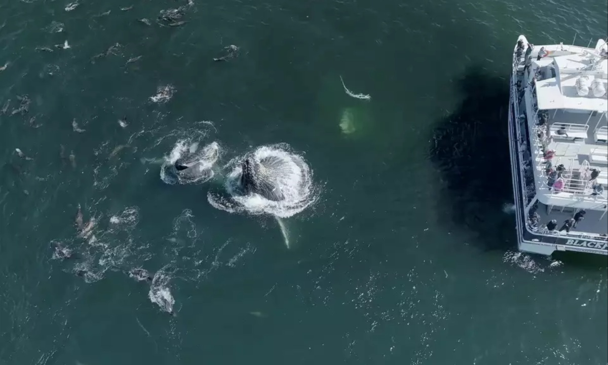 Over 65 Humpback Whales Captivate Monterey Bay with Extraordinary Lunge Feeding Display