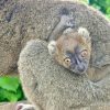 Rare Greater Bamboo Lemur Born at Cotswold Wildlife Park, Signifying Hope for Conservation Initiatives