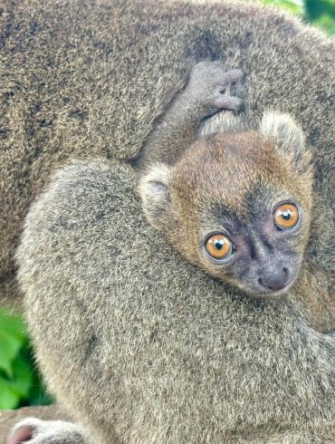 Rare Greater Bamboo Lemur Born at Cotswold Wildlife Park, Signifying Hope for Conservation Initiatives