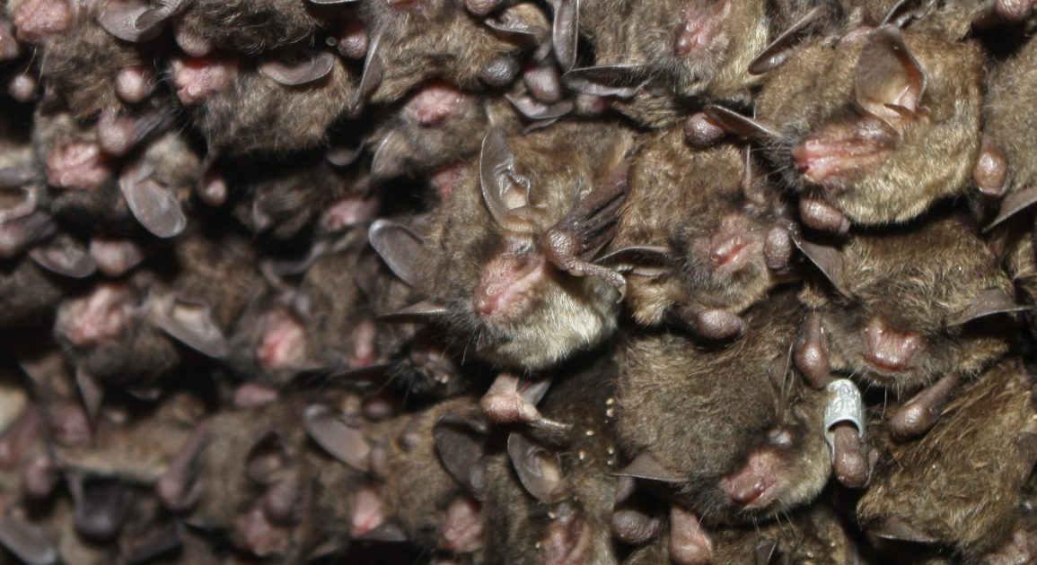 Rare Indiana Bat Rescued from Missouri Office Building, Revived by Wildlife Team and Released Safely