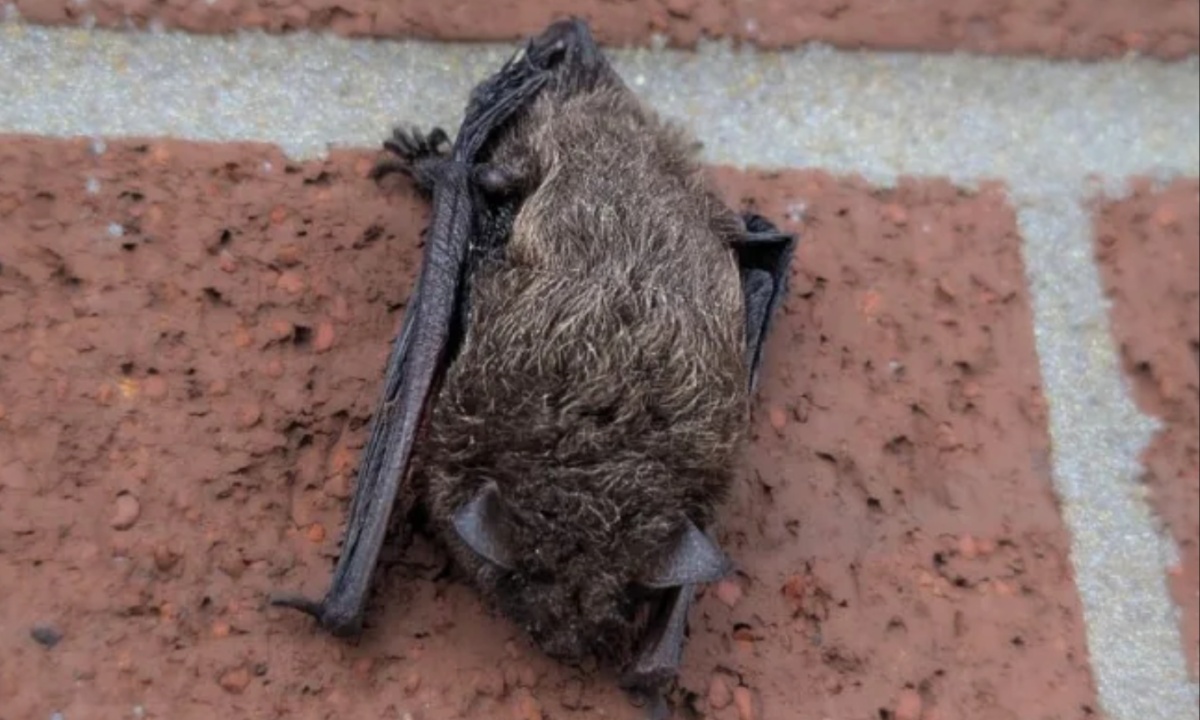 Rare Indiana Bat Rescued from Missouri Office Building, Revived by Wildlife Team and Released Safely