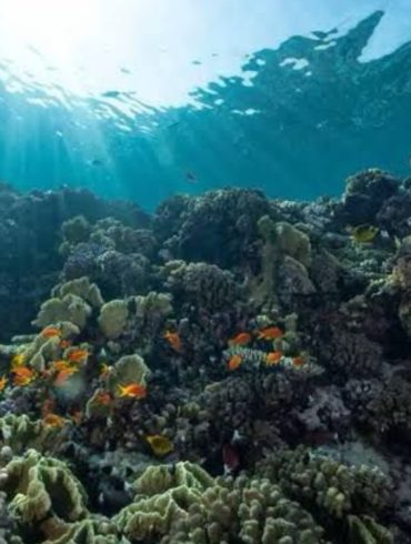 Rising Ocean Acidification Threatens Marine Ecosystems as Carbon Emissions Drive Global Environmental Crisis