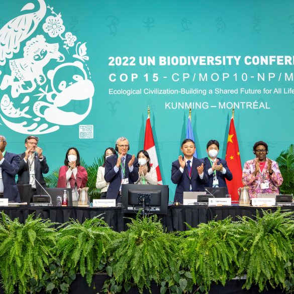 Slow Action on Cop15 Biodiversity Goals Risks Another Global Conservation Failure, Experts Warn