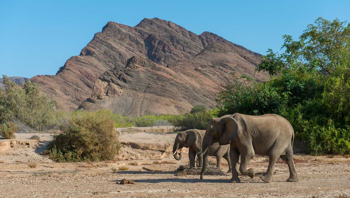 Southern African Nations Face Backlash Over Wildlife Culling Amid Devastating Drought and Food Shortages