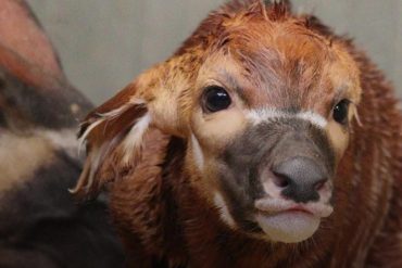 Successful Birth of Eastern Mountain Bongo Calf at Woburn Safari Park Boosts Conservation Efforts for Critically Endangered Species