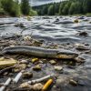 Surge in European Eel Exports from Severn Estuary Raises Conservation Alarm