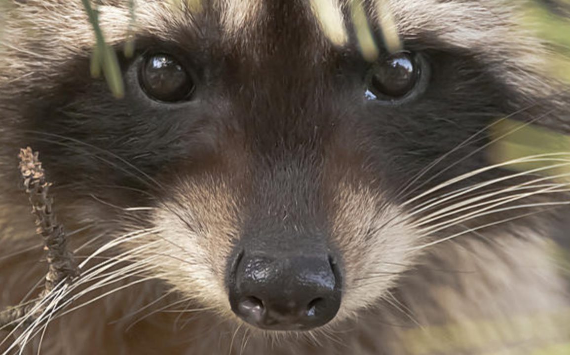 Woman Overwhelmed by 100 Aggressive Raccoons Calls 911 After Decades of Feeding Wildlife