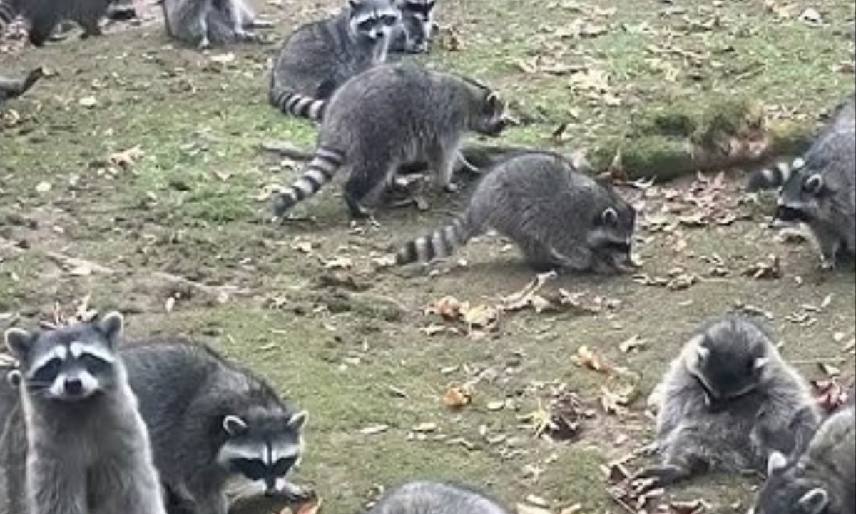 Woman Overwhelmed by 100 Aggressive Raccoons Calls 911 After Decades of Feeding Wildlife