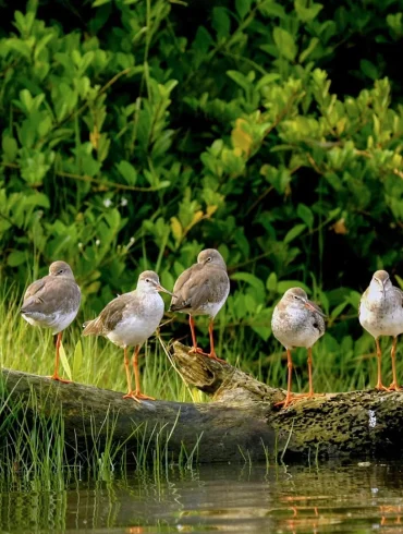 World Leaders Convene in Colombia to Tackle Biodiversity Loss with Key Habitat Restoration Strategies