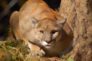 Boulder Warns of Increased Mountain Lion Activity, Urges Safety as Winter Approaches