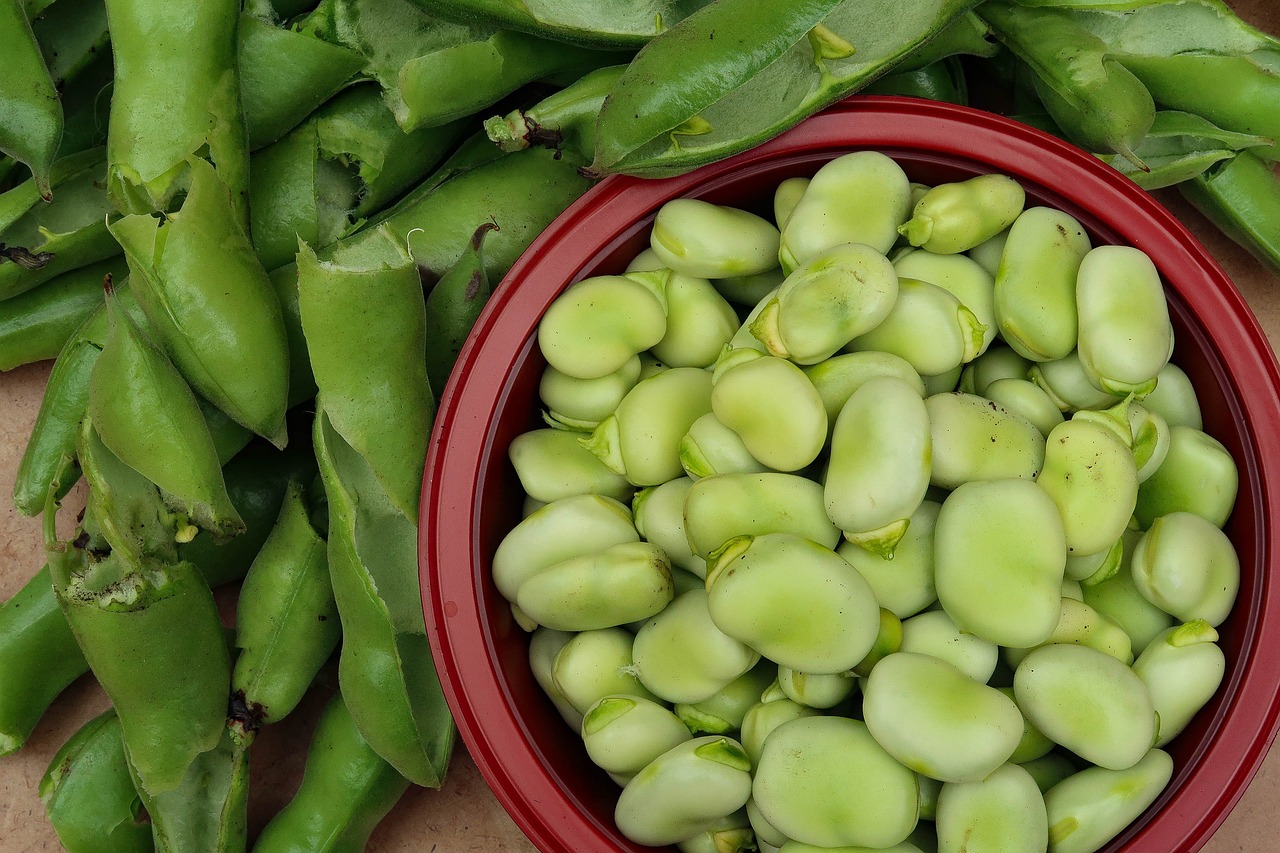 Broad beans are versatile in the kitchen