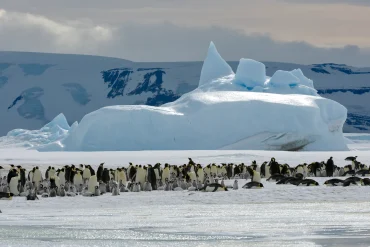 China and Russia Join Forces to Undermine Antarctic Conservation Efforts and Protect Marine Ecosystems