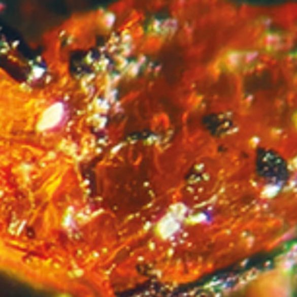 Discovery of Amber in Antarctica Sheds Light on Ancient Swampy Forests and Climate