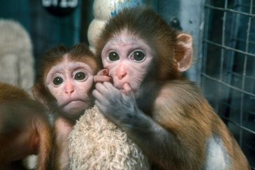 Escape of Rhesus Macaques Highlights Their Vital Role in Scientific Research and Ethical Debates