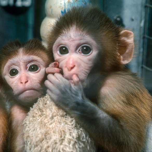 Escape of Rhesus Macaques Highlights Their Vital Role in Scientific Research and Ethical Debates