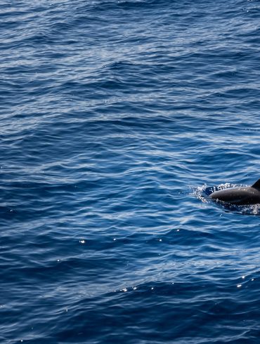 Federal Investigation Launched After Butchered Dolphin Remains Found on New Jersey Beach