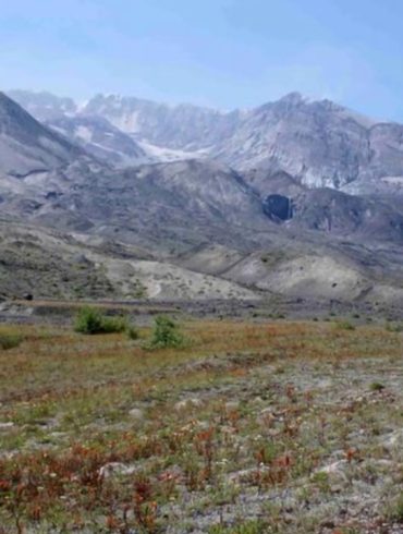 Gophers Revive Mount St. Helens How Unorthodox Science Transformed a Volcanic Wasteland