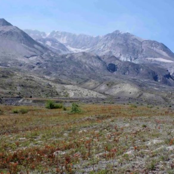 Gophers Revive Mount St. Helens How Unorthodox Science Transformed a Volcanic Wasteland