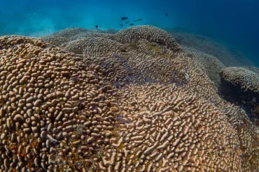 Massive Coral Found in Solomon Islands World’s Largest Coral Offers Insight Into Ocean Health Amid Climate Threats