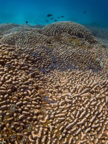 Massive Coral Found in Solomon Islands World’s Largest Coral Offers Insight Into Ocean Health Amid Climate Threats