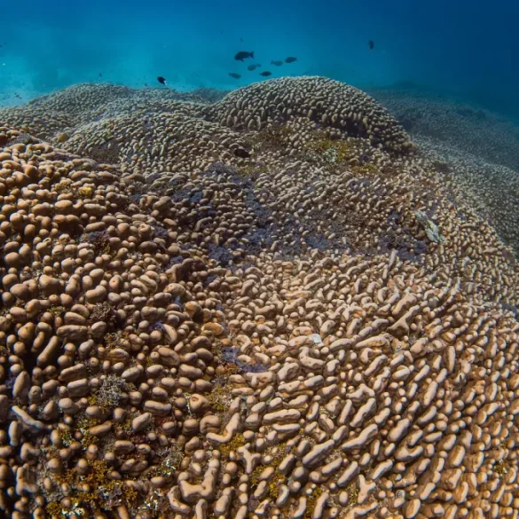 Massive Coral Found in Solomon Islands World’s Largest Coral Offers Insight Into Ocean Health Amid Climate Threats