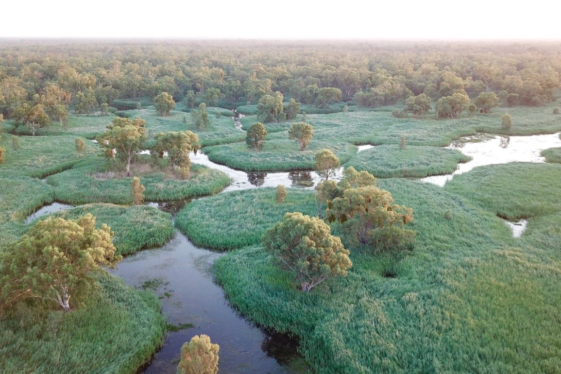 Murrumbidgee River Faces Severe Water Loss, Threatening Wetlands and Biodiversity, UNSW Study Reveals