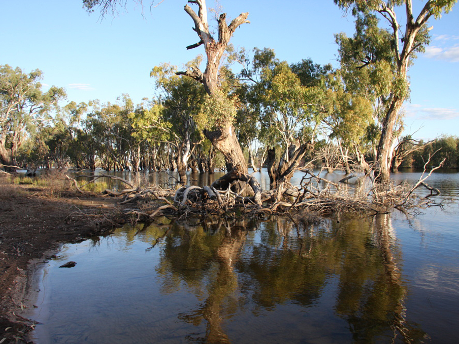 Murrumbidgee River Faces Severe Water Loss, Threatening Wetlands and Biodiversity, UNSW Study Reveals